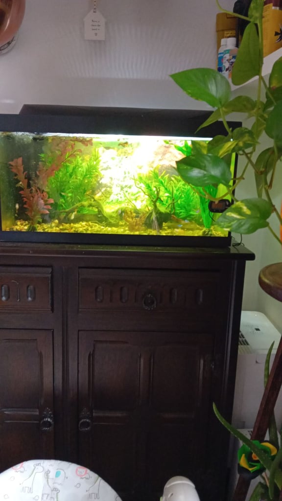 New aquarium  and lots of guppies!!