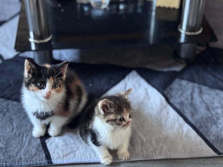 Beautiful kittens ready now 