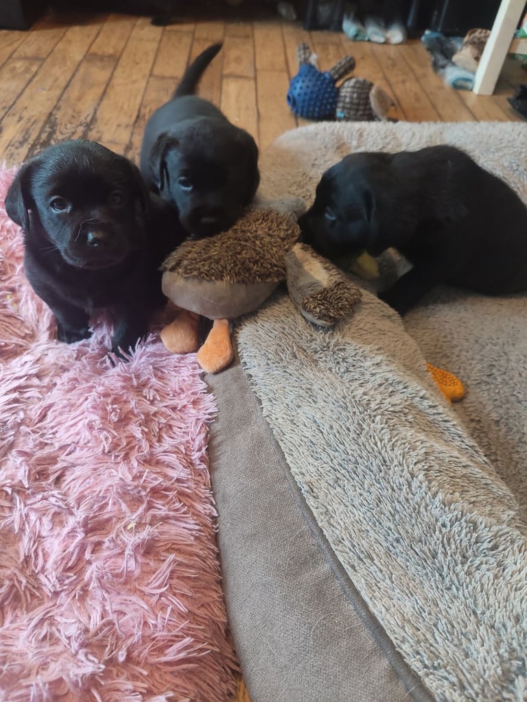 Stunning black KC reg & vaxed Labrador pup's 