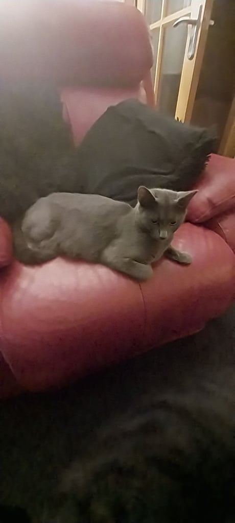 Beautiful Black  Kittens 