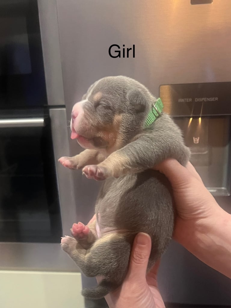 Pocket bully pups for sale! 