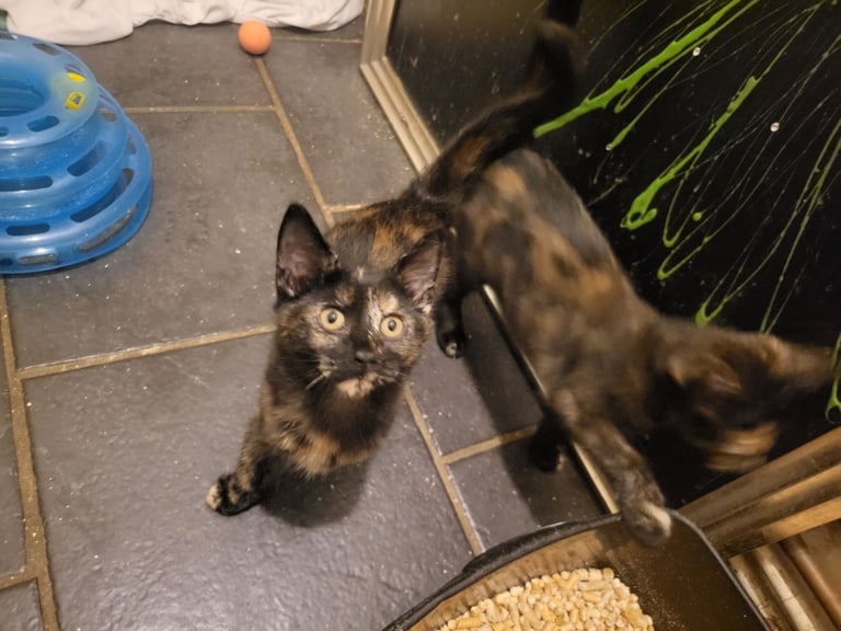 Girls tortoiseshell 