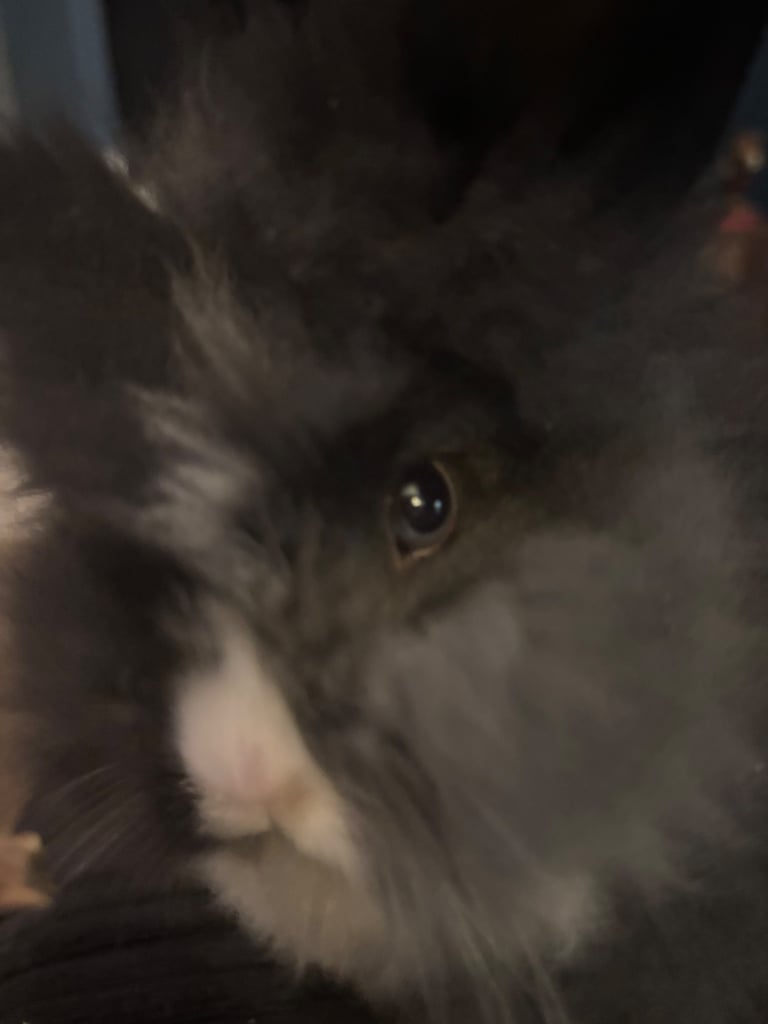 Bunnies !