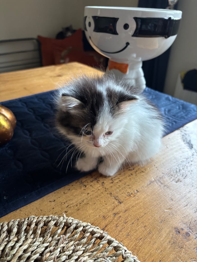 image for Female fluffy kitten 