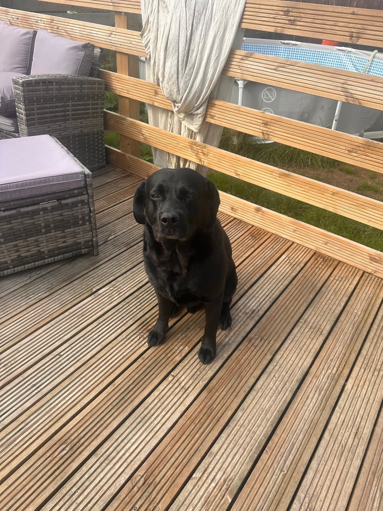 image for Black Labrador