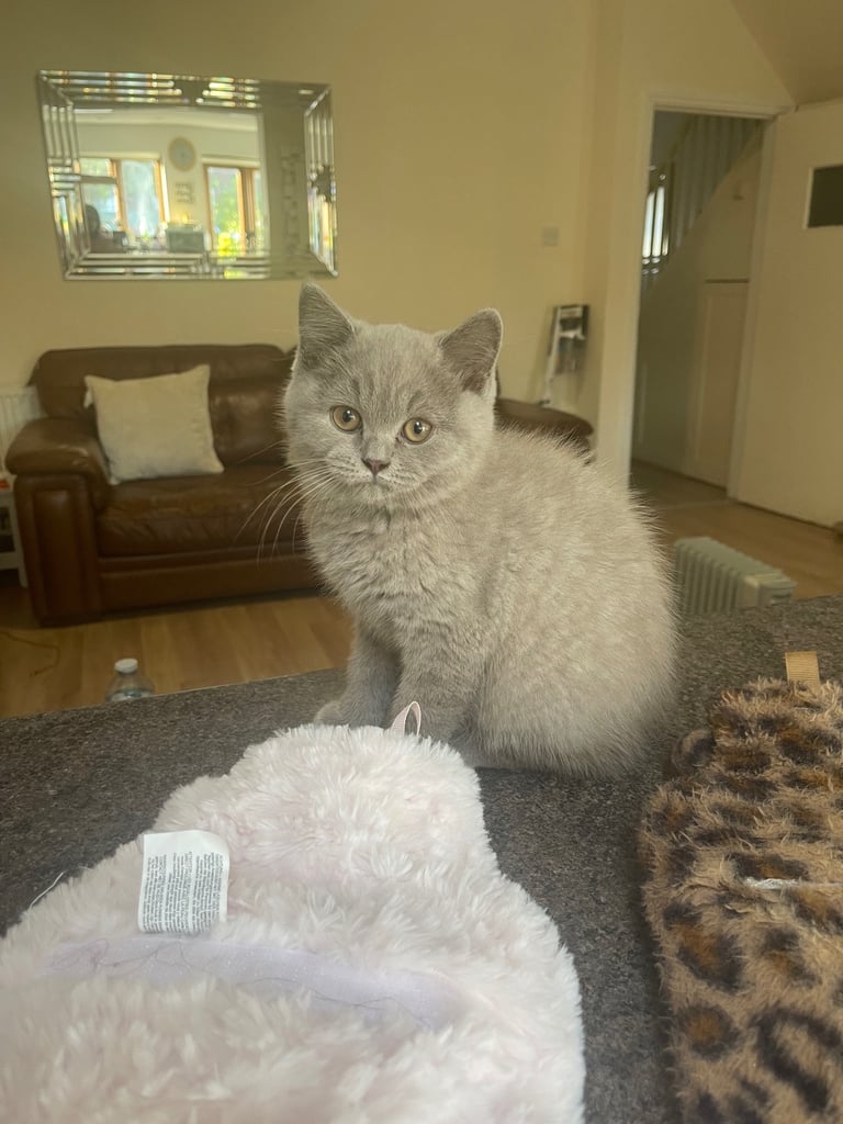 Gorgeous chunky britsh shorthair lilac kitten (male)