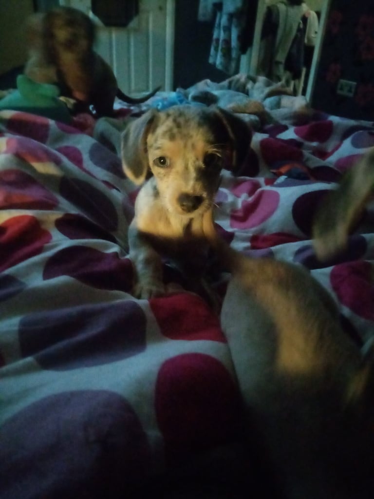 Dachshund miniture