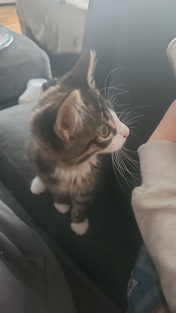 Beautiful little Kitten