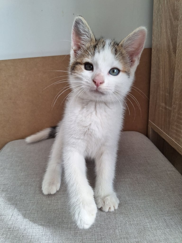  Kittens for sale 