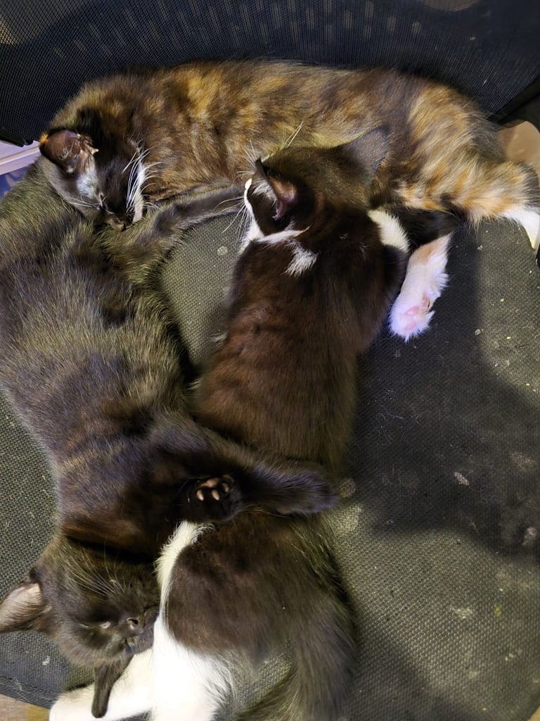 image for 3 kittens for sale