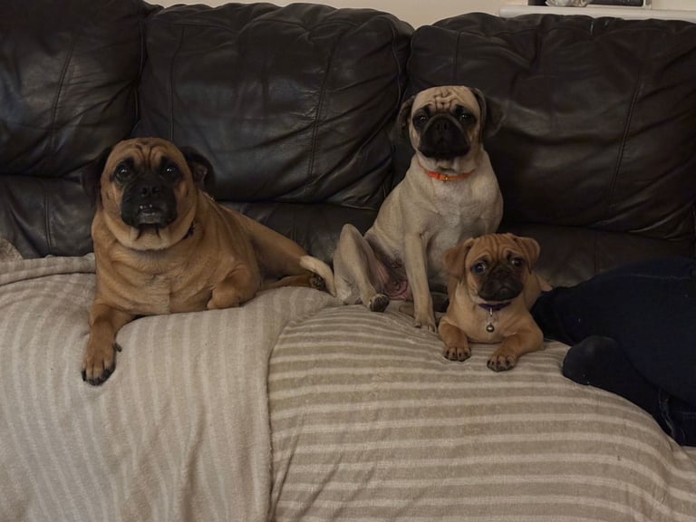 Last pug puppy 