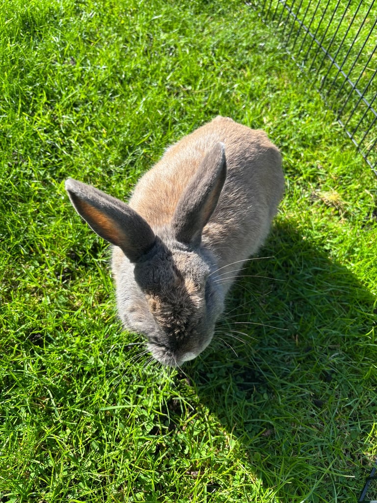 Female rabbit 