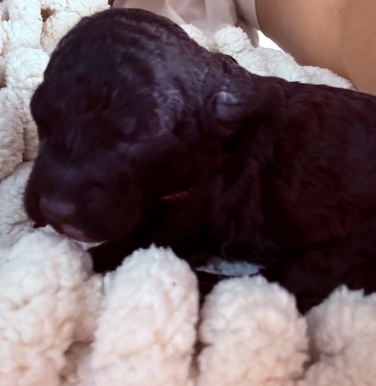 F2 Sproodle Puppies 