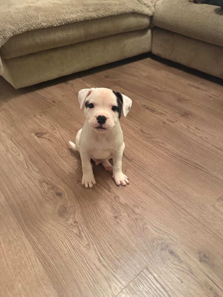 Staffy pups for sale 