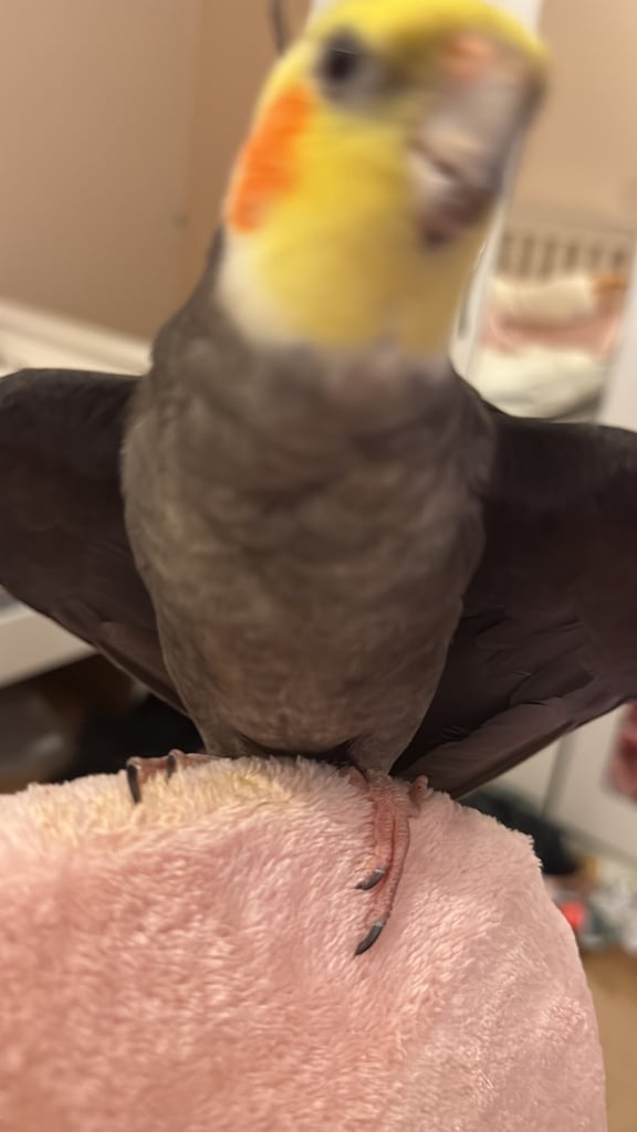 male Cocktiel bird for sale 