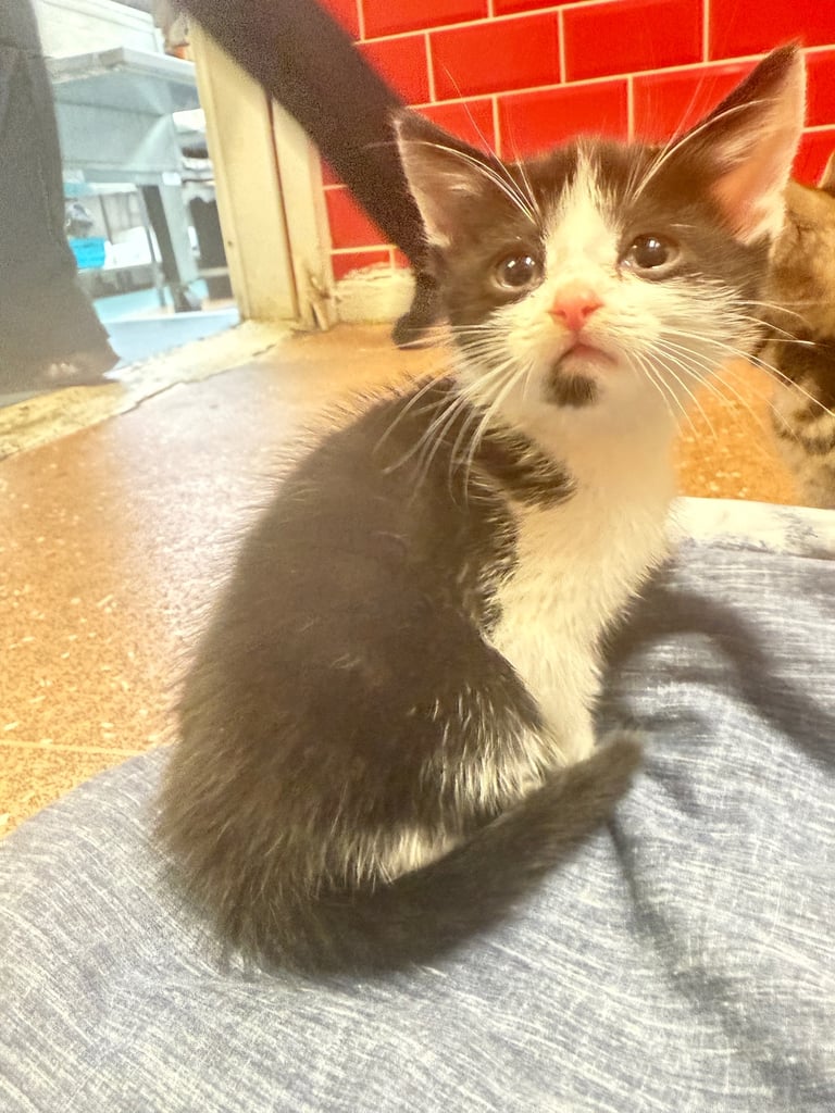 Tabby Cat x3 - ready to go in 2 weeks