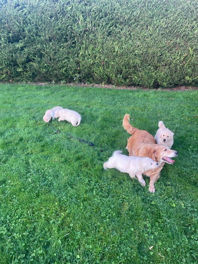 Golden Retriever puppies 