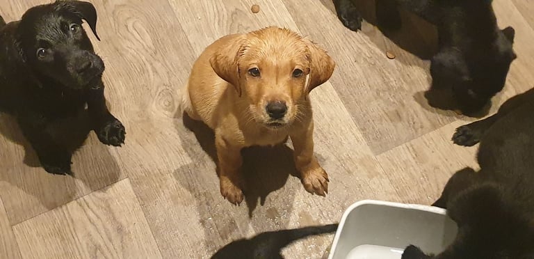 Reducrd* 11 KC reg, labrador retrievers, 10weeks old.