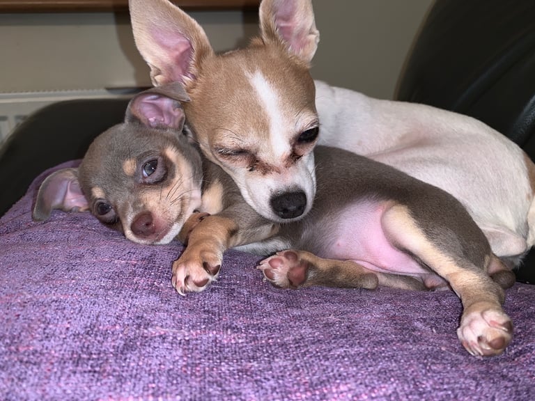 image for Gorgeous Jack Russell cross Chihuahua puppies 