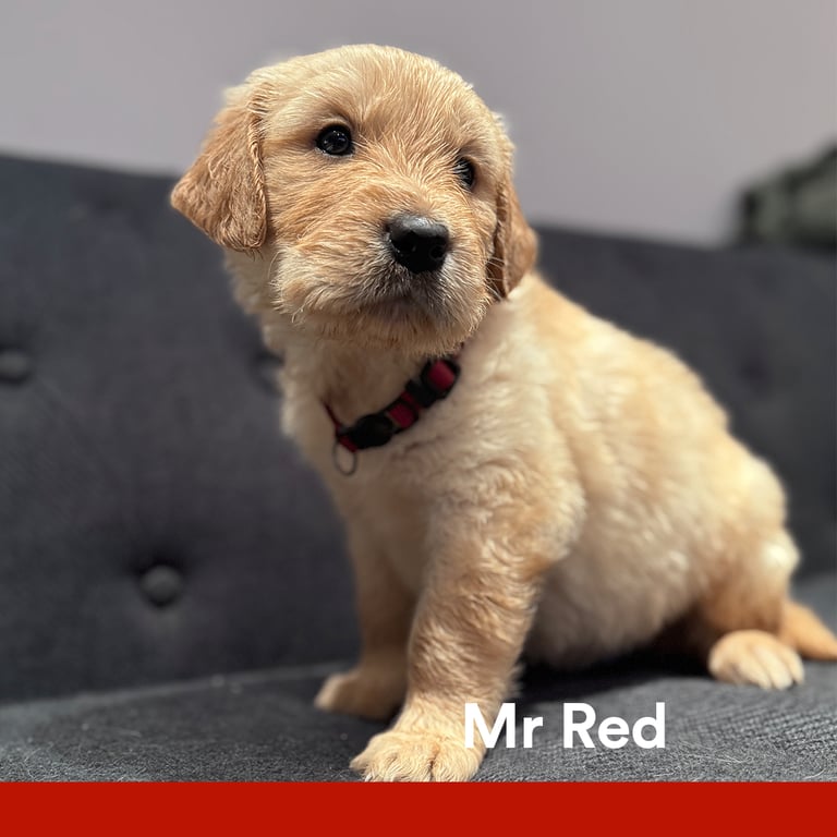 Purebred Golden Retriever Puppies