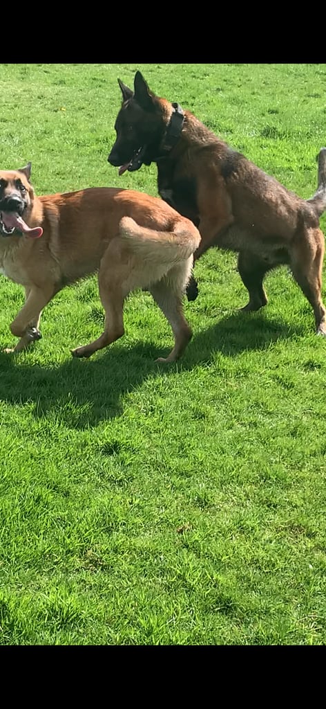 🐾 10-Month-Old Full Pedigree Belgian Malinois Females – Loving Homes Wanted 🐾