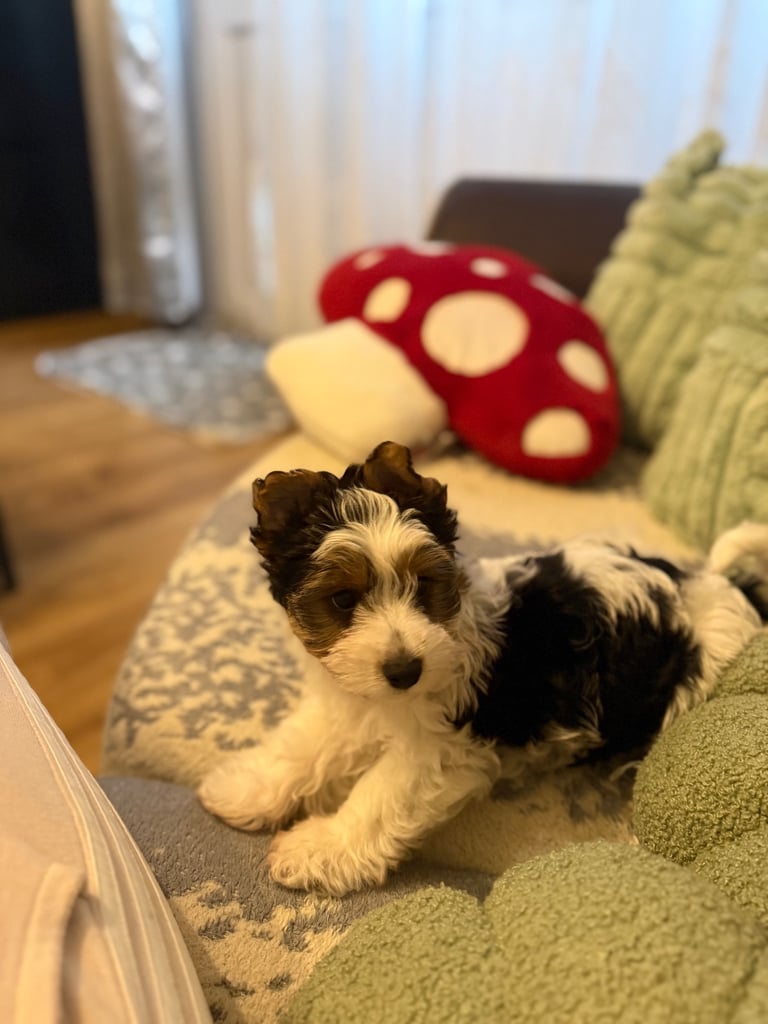 🐾Last Male Puppy Availavle- Meet Max!🐾