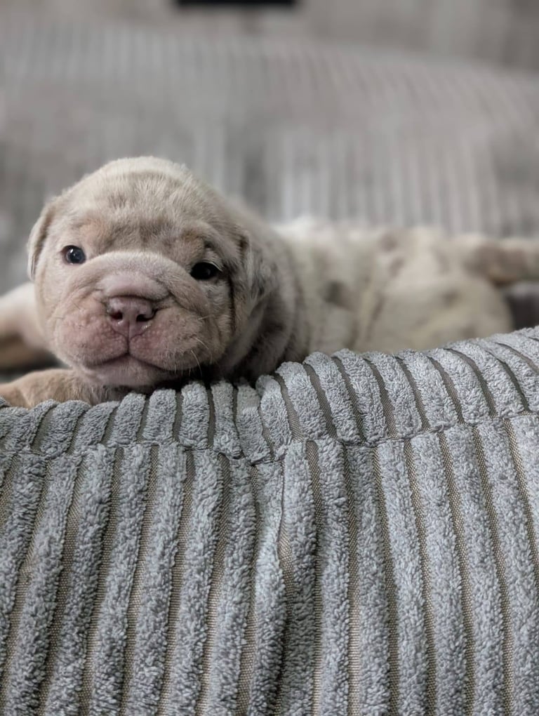 Beautiful Rainbow Litter Of New English Bulldog 