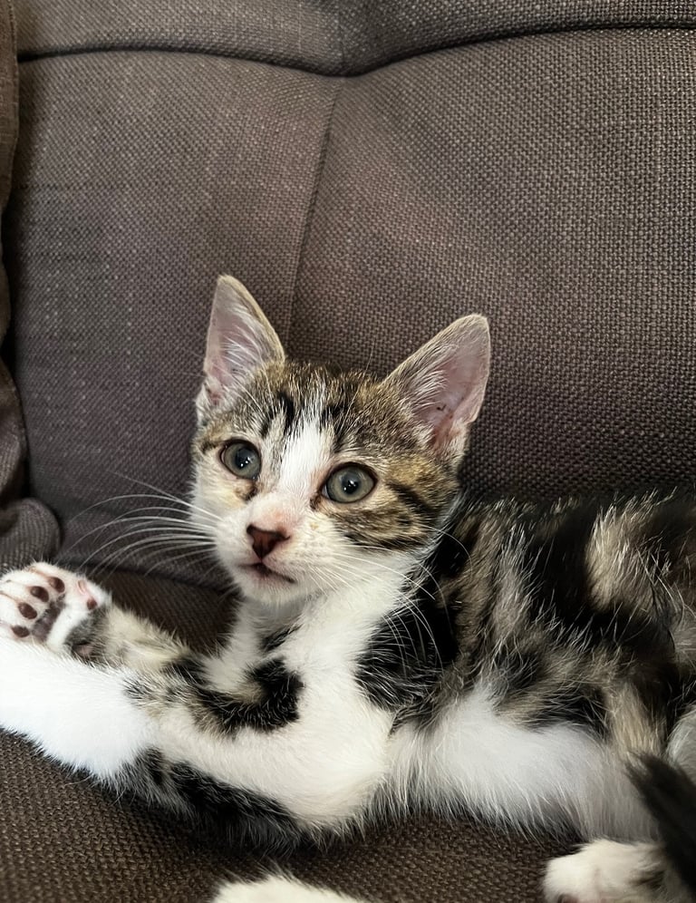 Beautiful kittens for sale £50 each
