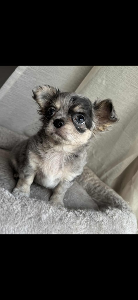 READY TO LEAVE SOON Blue Eye Merle, Tiny Longhair chihuahua 