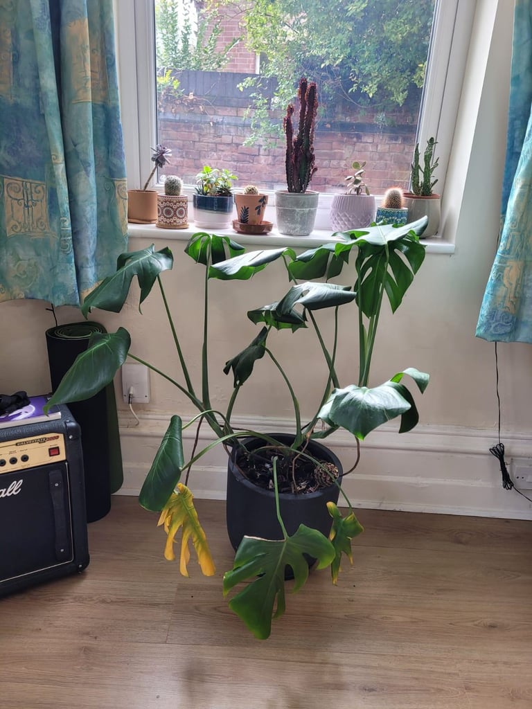 Swiss cheese plant