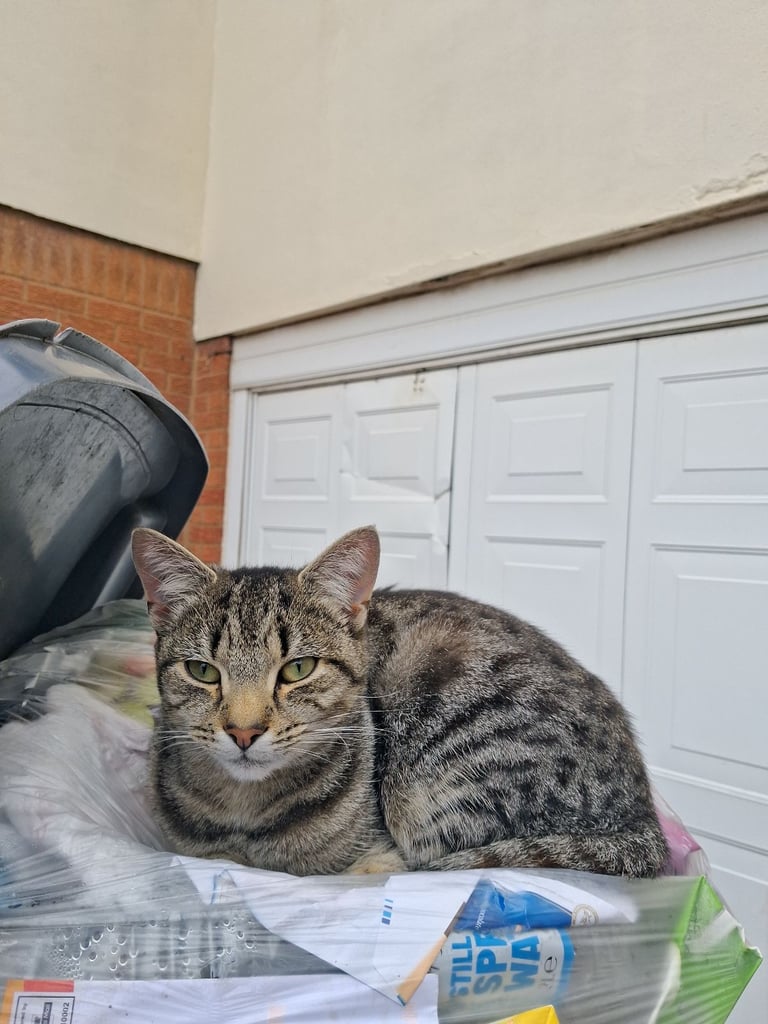 two cats for sale for a cheap price 