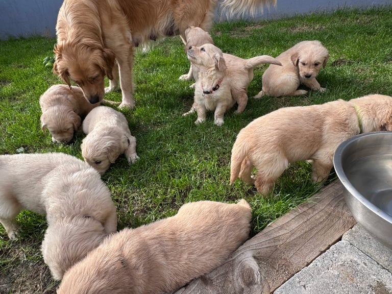 Purebred Golden Retriever Puppies