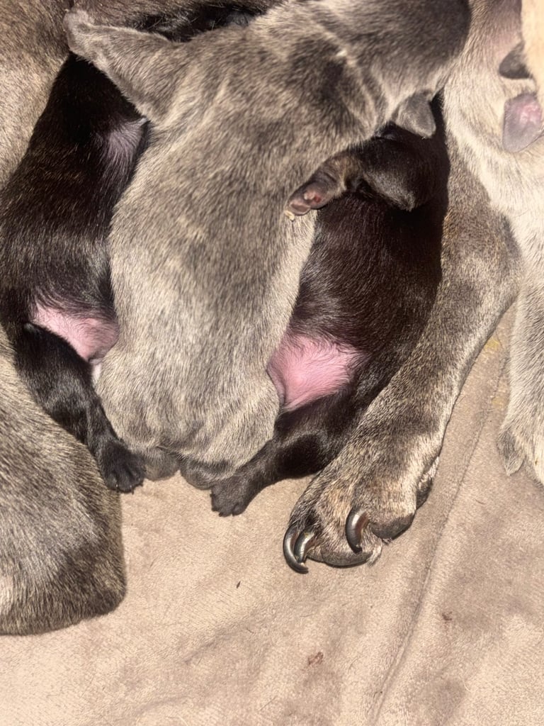 K c Frenchie puppies 