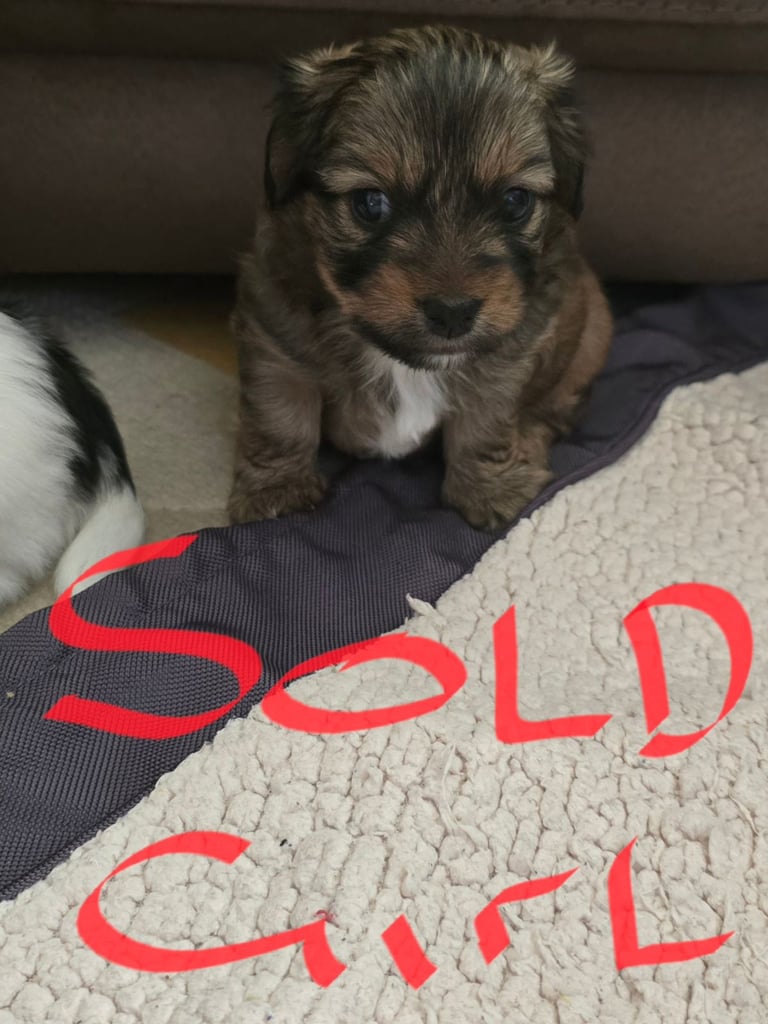 Shih Tzu x Chorkie 