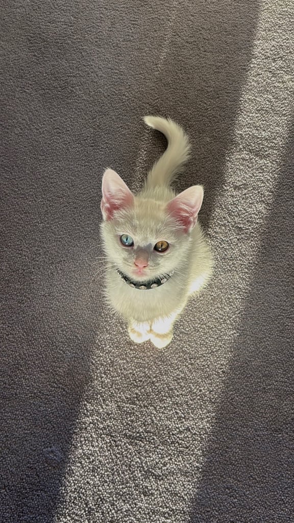 Angora kitten for Re-homing 