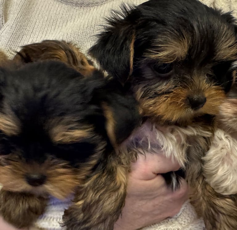 Minature Yorkie pups 
