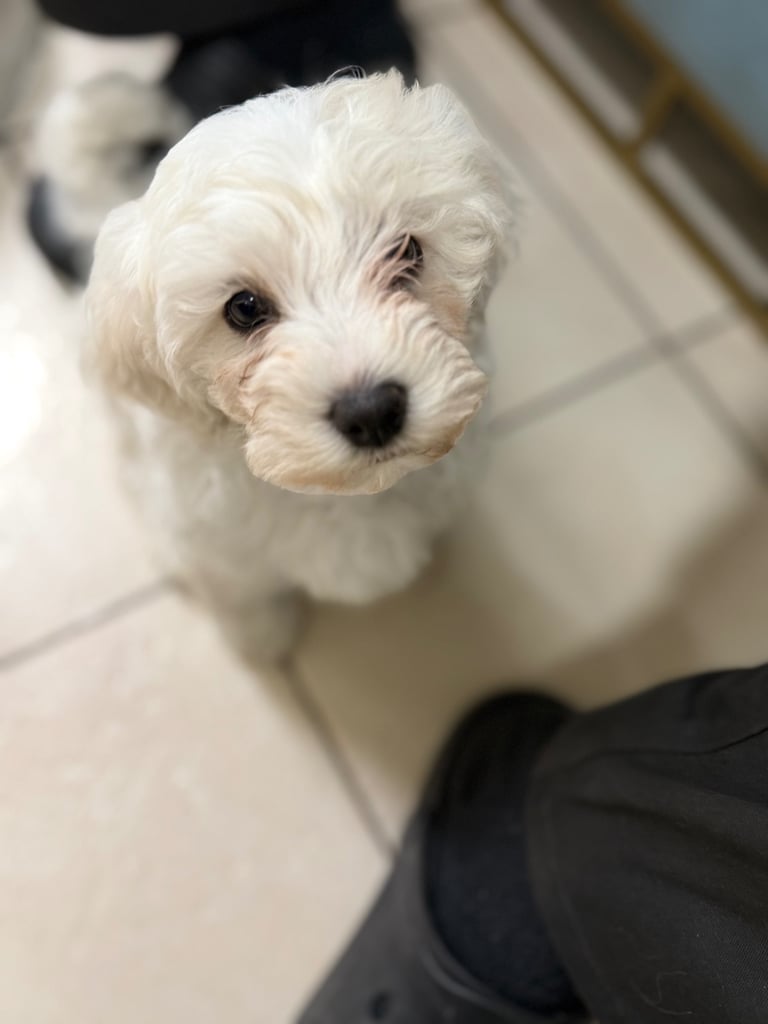 Bichon Frise 