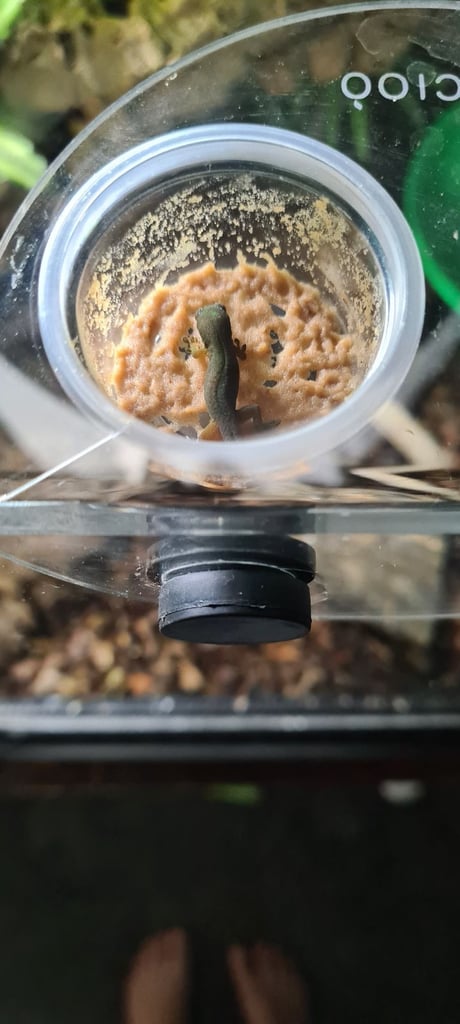 Peacock geckos SOLD waiting for more to hatch