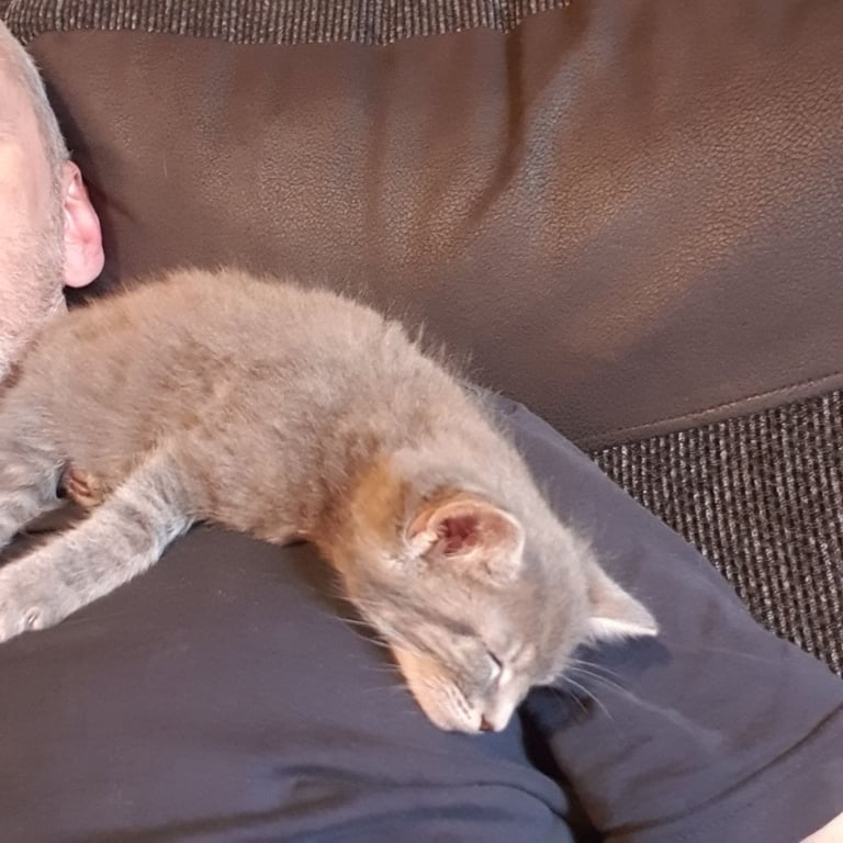 Maine coon kittens 