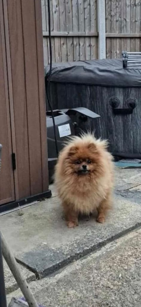 Pomeranian teddy face Female 