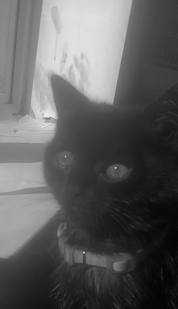 Adorable 4 month old kitten looking for a loving home