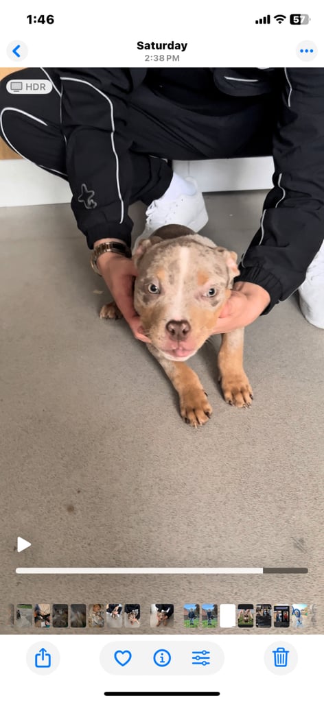 Puppy American Pocket Bullies 