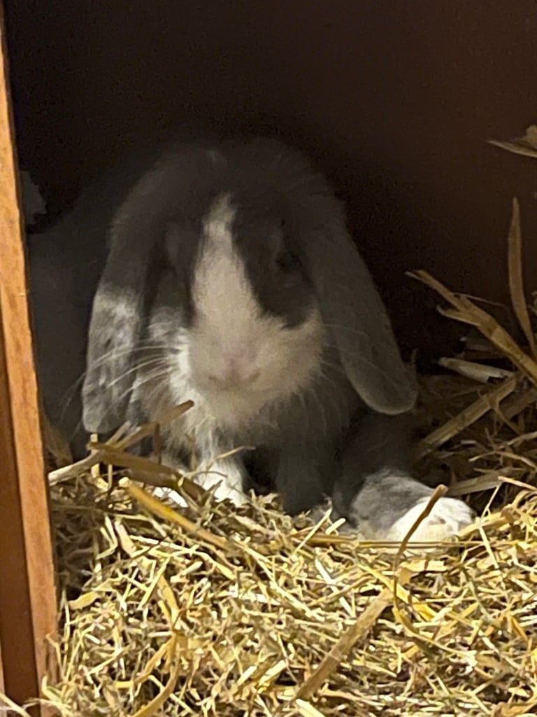 image for Floppy ear rabbit 