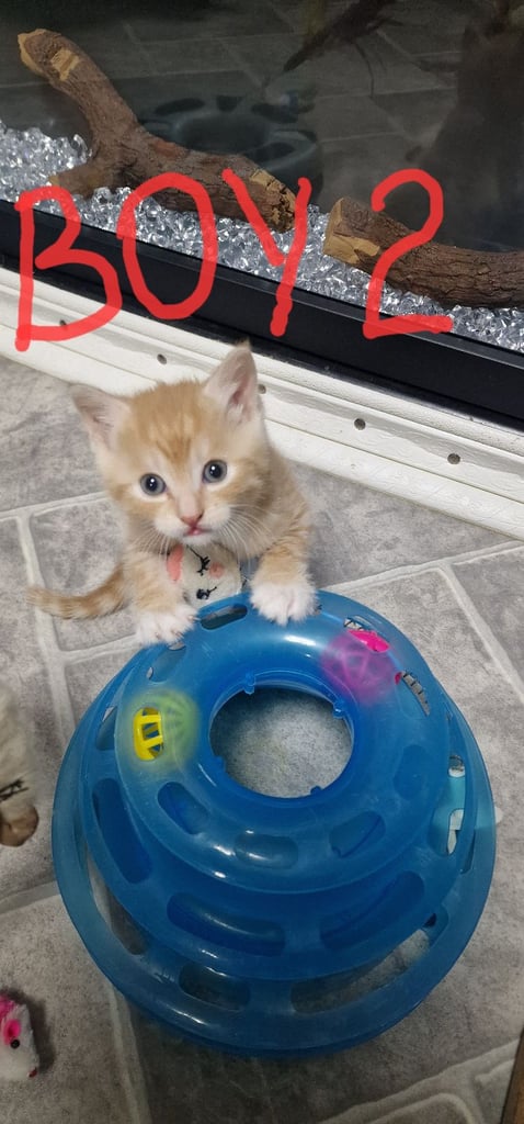 2 ginger boys and 2 mix girls