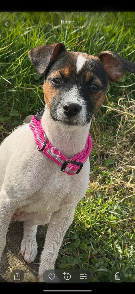For sale luna