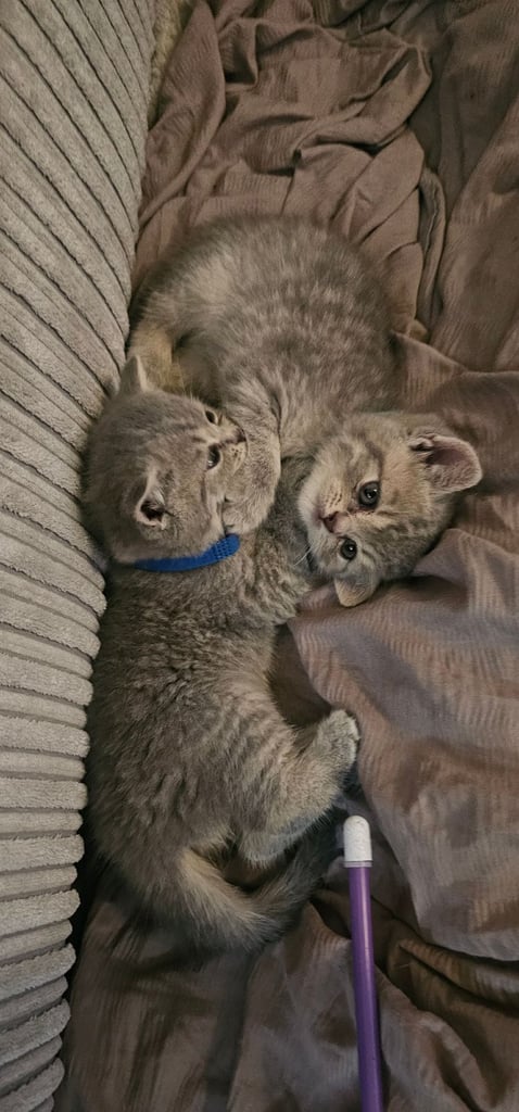 🐱 Gorgeous Persian × British Shorthair Kittens – Ready Soon 🐱