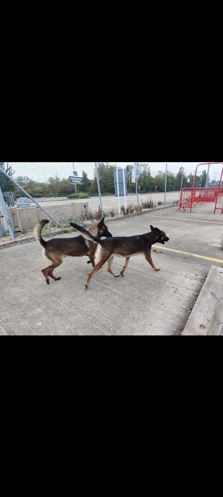 6 adorable Belgian malinois puppy's for sale 