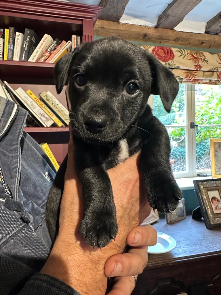 3 gorgeous patterjack puppies for sale
