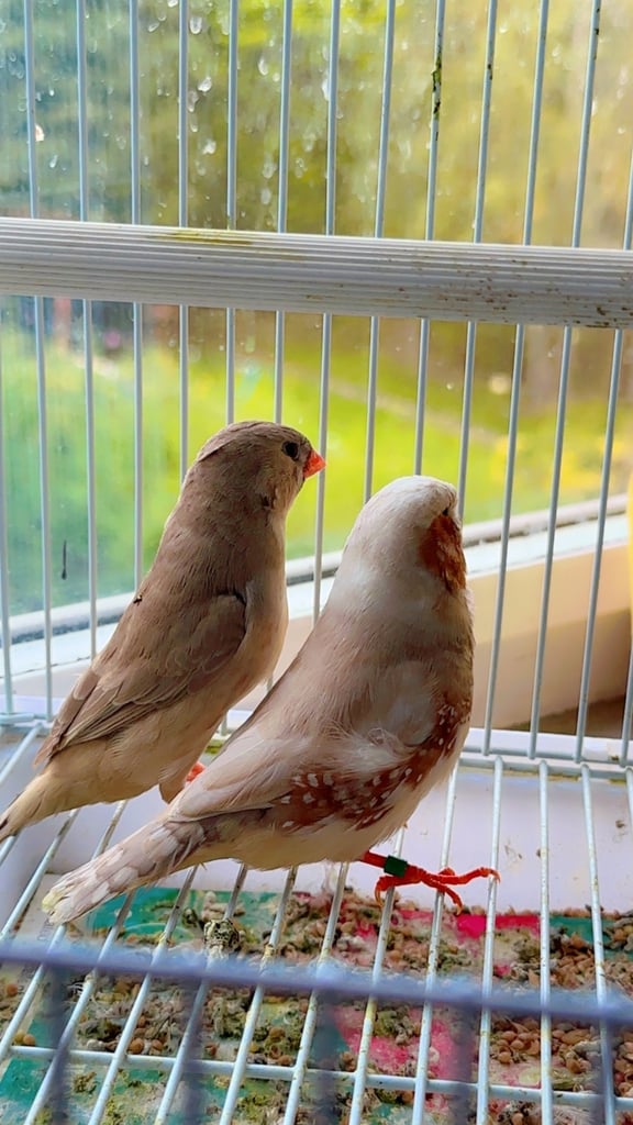 4 PAIRS OF BIG EXHIBITION SIZED CLOSE RUNG (ZFS) ZEBRA FINCHES