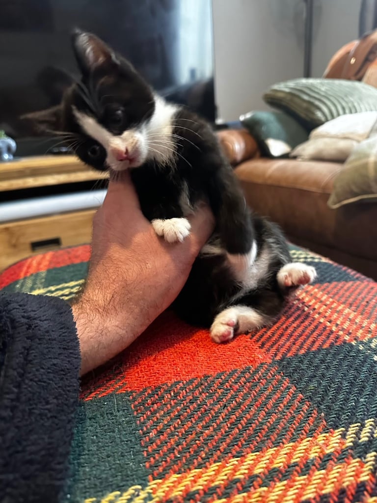 Tuxedo Kittens 🐈‍⬛ 